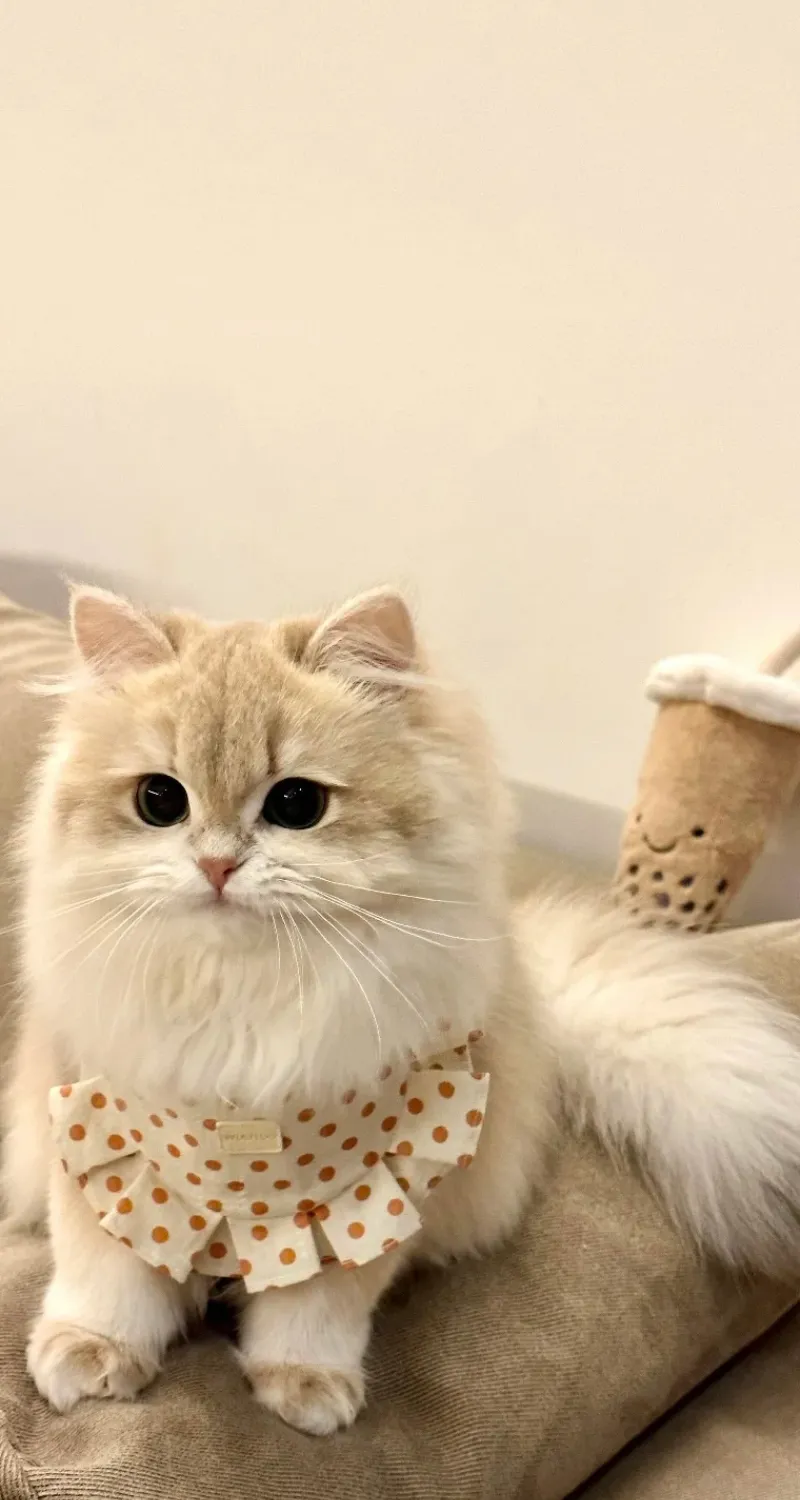 hình nền mèo cute