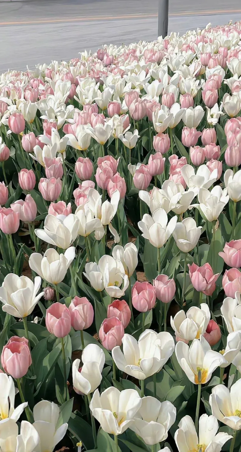hình nền vườn hoa tulip