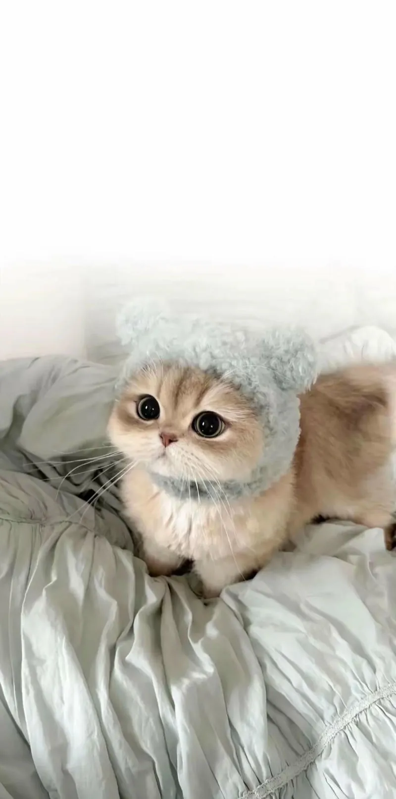 Loạt hình nền mèo đẹp