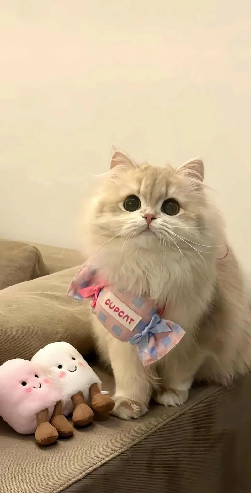 Ngắm hình nền mèo mới
