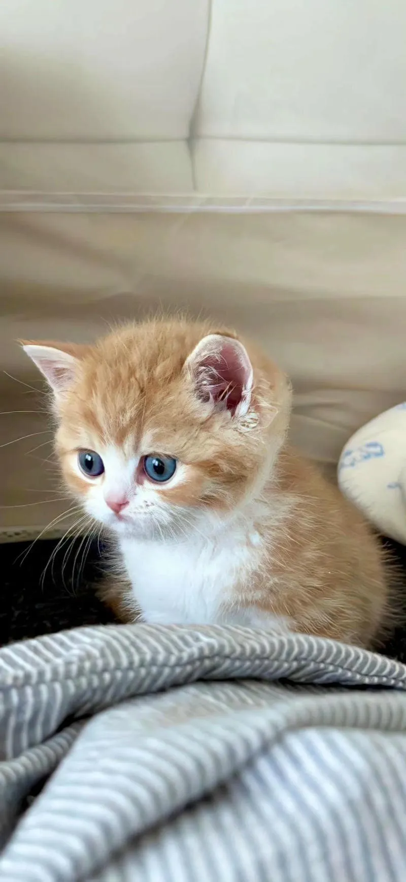 Tuyển chọn hình nền mèo chất lượng nhất
